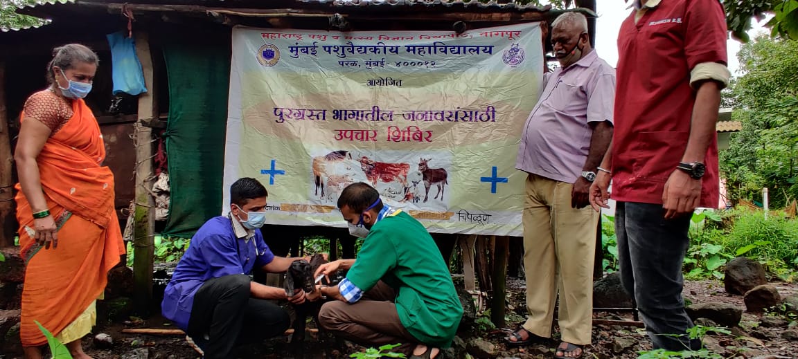 Treatment Of Sick Animals During Flood Relief Camp